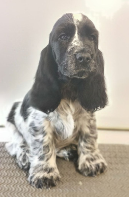 Les chiots de Cocker Spaniel Anglais