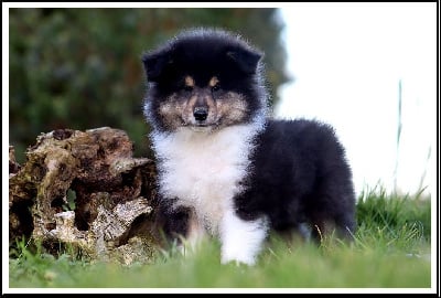 Les chiots de Colley à poil long