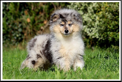 Les chiots de Colley à poil long