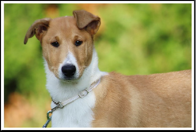 Les chiots de Colley à poil court