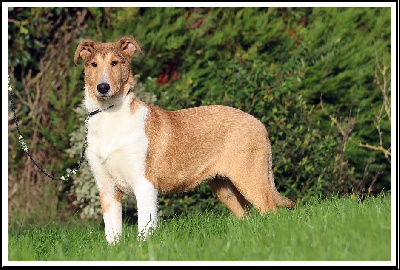 Les chiots de Colley à poil court