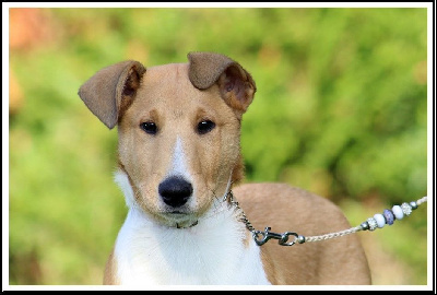 Les chiots de Colley à poil court