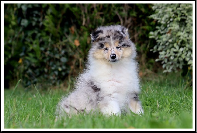 Les chiots de Colley à poil long