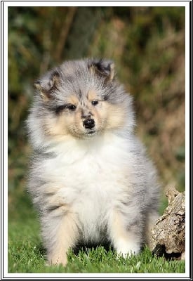 Les chiots de Colley à poil long