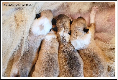 Les chiots de Colley à poil long