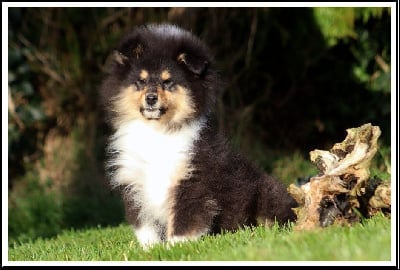 Les chiots de Colley à poil long