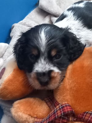 Les chiots de Cocker Spaniel Anglais