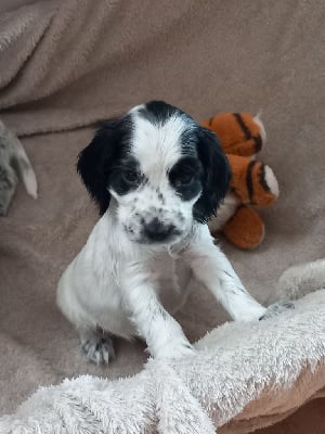 Les chiots de Cocker Spaniel Anglais