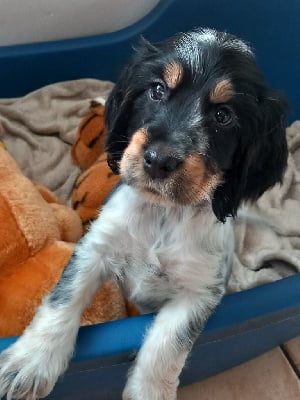 Les chiots de Cocker Spaniel Anglais