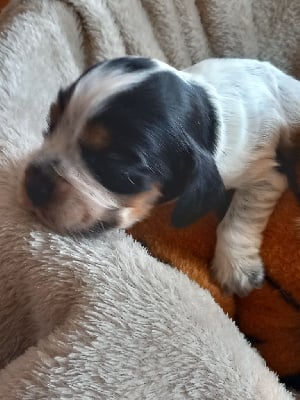 Les chiots de Cocker Spaniel Anglais