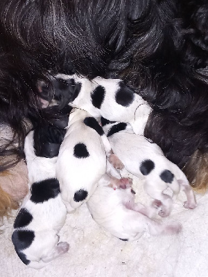 Les chiots de Cocker Spaniel Anglais