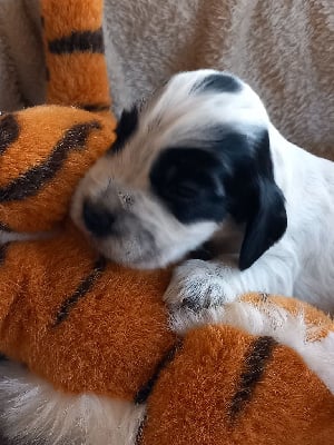 Les chiots de Cocker Spaniel Anglais