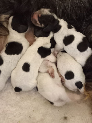 Les chiots de Cocker Spaniel Anglais