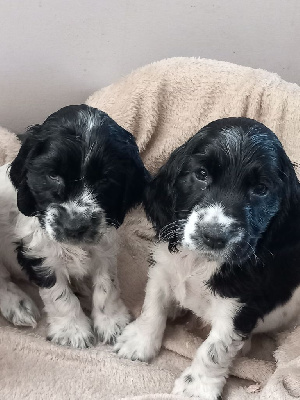 Les chiots de Cocker Spaniel Anglais