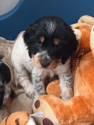 Les chiots de Cocker Spaniel Anglais