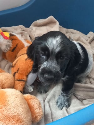 Les chiots de Cocker Spaniel Anglais