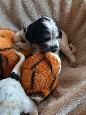 Les chiots de Cocker Spaniel Anglais