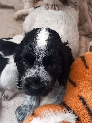 Les chiots de Cocker Spaniel Anglais