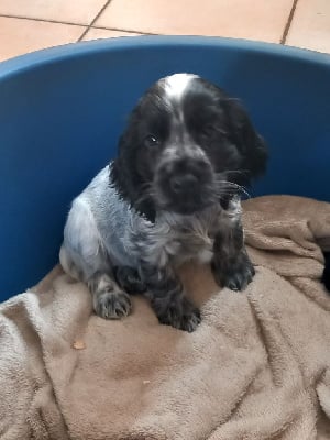 Les chiots de Cocker Spaniel Anglais