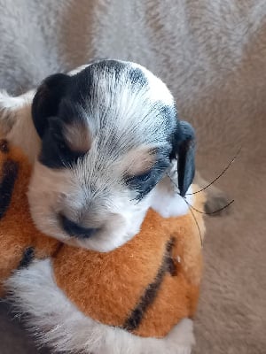 Les chiots de Cocker Spaniel Anglais