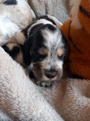 Les chiots de Cocker Spaniel Anglais