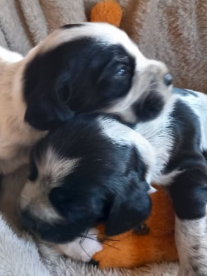 Les chiots de Cocker Spaniel Anglais