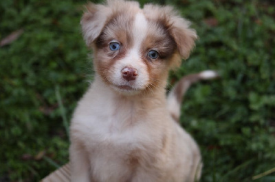 Les chiots de Berger Australien