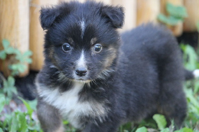 Les chiots de Berger Australien