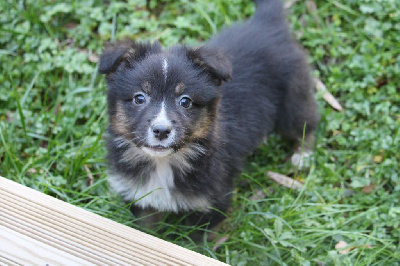 Les chiots de Berger Australien