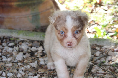 Les chiots de Berger Australien