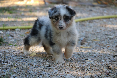 Les chiots de Berger Australien