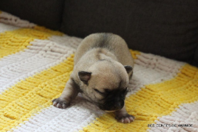 Les chiots de Chihuahua