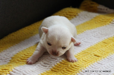 Les chiots de Chihuahua