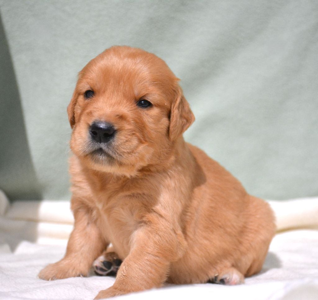 CHIOT 1 - Golden Retriever