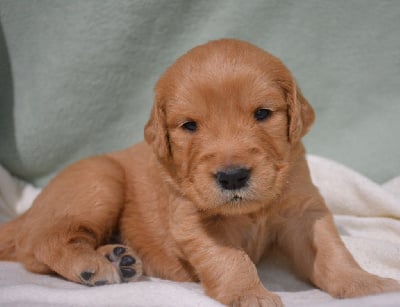 Les chiots de Golden Retriever