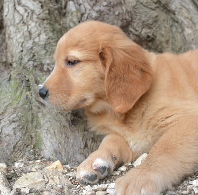 Les chiots de Golden Retriever