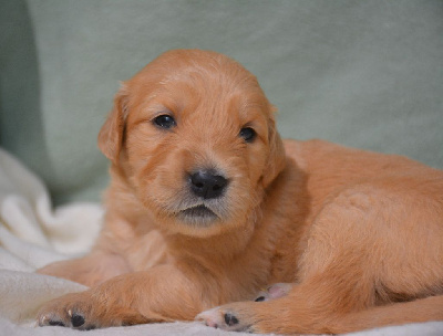 Les chiots de Golden Retriever