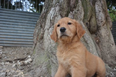 Les chiots de Golden Retriever