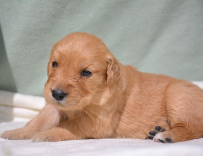 Les chiots de Golden Retriever