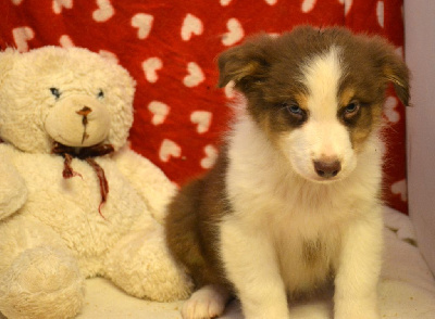 Les chiots de Berger Australien