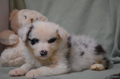 Les chiots de Berger Australien