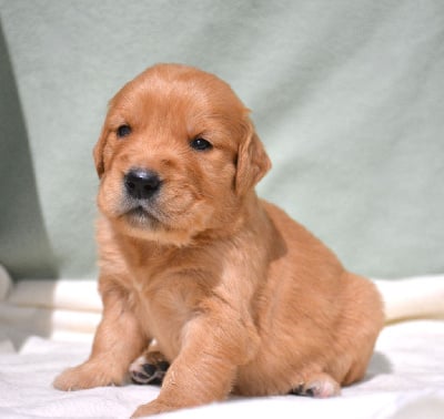 Les chiots de Golden Retriever