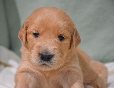 Les chiots de Golden Retriever