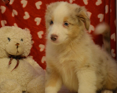 Les chiots de Berger Australien