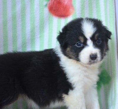 Les chiots de Berger Australien