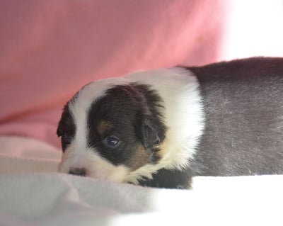 Les chiots de Berger Australien