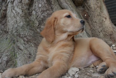 Les chiots de Golden Retriever