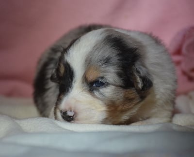 Les chiots de Berger Australien