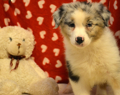 Les chiots de Berger Australien