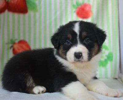 Les chiots de Berger Australien